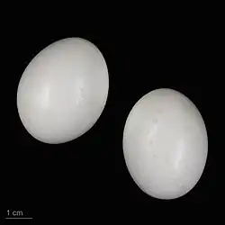 Two rock dove eggs in the collection of the Muséum de Toulouse