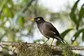 A common myna on a branch. Its bill and legs are bright yellow, with a brown body and a black head.