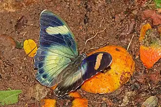 male E. p. ceroides, Ghana