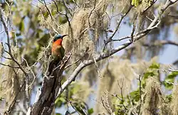 Red-throated bee-eater in the Iringou gallery forest