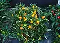 Compact plant of orange Capsicum