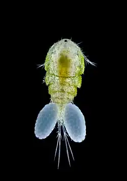 This planktonic animal (metazoa) is a female copepod. It has two egg sacs and microalgae attached to its body