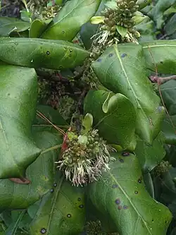 Bunches of unfurling white flowers and large green leaves