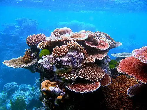 A coral outcrop on the Great Barrier Reef, Australia