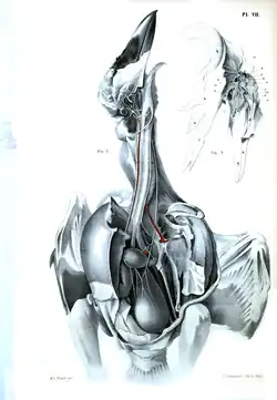 Anatomy of the hooded crow