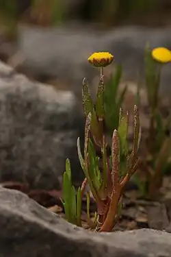 Leaves sheath the stem and are entire or with a few teeth or deep lobes (Fir Island, Washington)
