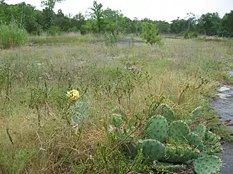 Limestone glade in the Inner Nashville Basin, Tennessee