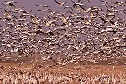 A large gathering of cranes at Hula Valley, Israel.