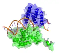 Ribbon diagram of Cre recombinase bound to substrate DNA, side view