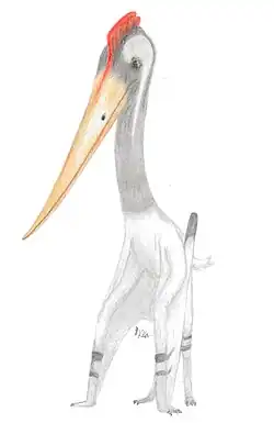 Life restoration of Cretornis hlavaci as a basal Neoazhdarchid