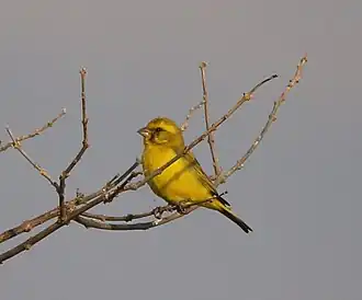 C. m. vansoni Botswana