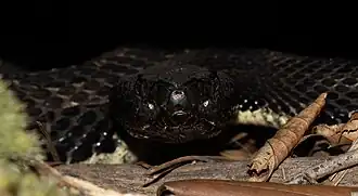 Frontal view of the head of a melanistic timber rattlesnake from Pennsylvania.