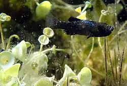 scale-eating pupfish in the wild