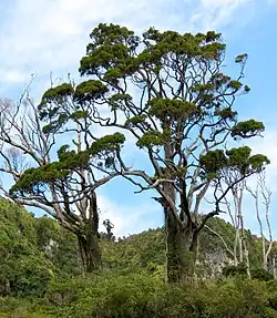 A mature, relatively large, D. cupressinum specimen rises above the canopy in a native New Zealand forest. A few dead or dying trees are also visible in the background, similarly above the canopy.