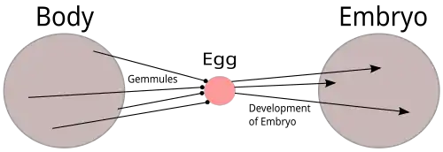 Image 12Diagram of Charles Darwin's pangenesis theory. Every part of the body emits tiny particles, gemmules, which migrate to the gonads and contribute to the fertilised egg and so to the next generation. The theory implied that changes to the body during an organism's life would be inherited, as proposed in Lamarckism. (from History of genetics)