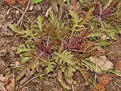 Basal leaves in early spring