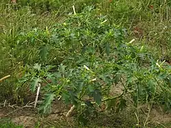 D. stramonium (lateral view) near Frankfurt, Hesse, Germany