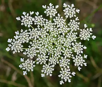 Top view of Daucus carota inflorescence, showing umbellets; the central flower is dark red.