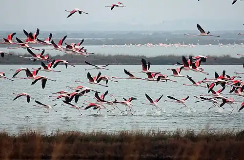 Colony in the Po River delta, Italy