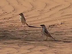 A pair of the subspecies P. s. saharae near Benichab, Mauritania