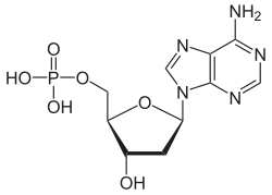 Skeletal formula of deoxyadenosine monophosphate