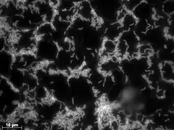 Oleidesulfovibrio alaskensis