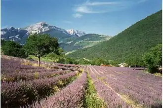 Fields of lavender at Chamaloc