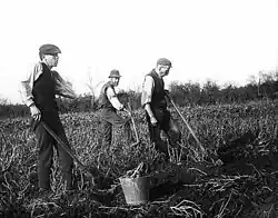 Image 1Three men digging for potatoes in Ahascragh, County Galway (Circa 1900) (from Culture of Ireland)