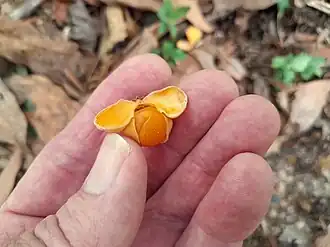 Ripe fruit with orange aril