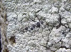 Apothecia of Diploicia canescens