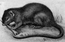 Drawing of gray spiny rat