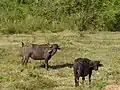 Domestic buffaloes grazing freely in the Park