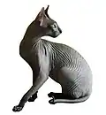 Donskoy or Don Sphynx