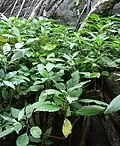Clump growing between the roots of a Ficus on a granite cliff in a hill forest in central Sri Lanka.