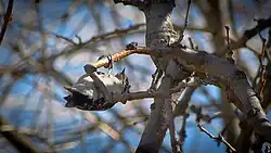 A downy woodpecker hanging upside down