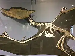 The holotype of Dsungaripterus displayed on the second floor.
