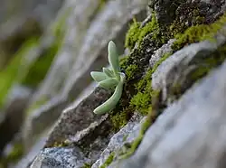 A young plant growing on a rocky face