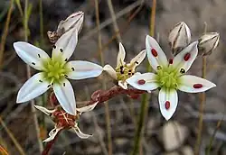 subg. Hasseanthus — The flowers of Dudleya blochmaniae