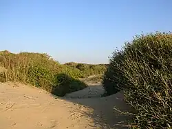 Sand dunes at a beach, surrounded by rough scrub