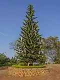 Christmas tree in Bahir Dar, Ethiopia