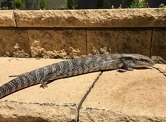 Eastern blue-tongued lizard