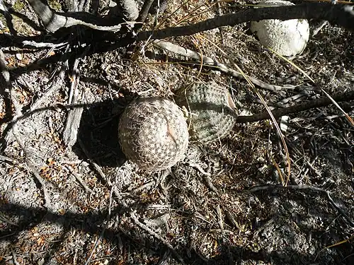 Habitat in Villa Arista, San Luis Potosi