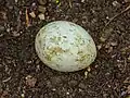 Infertile egg of a Buzzard (Buteo buteo).