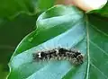 Larva