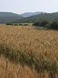 Wheat fields in Elah valley near Chezib