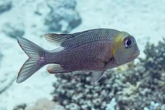 Monotaxis grandoculis