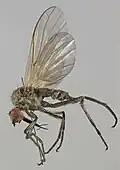female