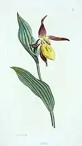 Plate 1, Volume 1 - Lady's Slipper Orchid (Cypripedium calceolus)