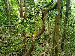 Stems, typical appearance