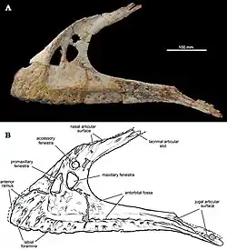 Photograph on a black background (top) and annotated line drawing (bottom) of the same skull bone